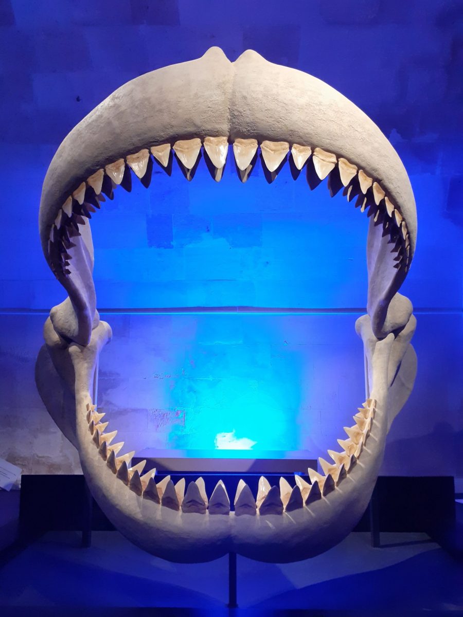 Hypothèse de reconstitution de mâchoire de Mégalodon (soc. Ophys)